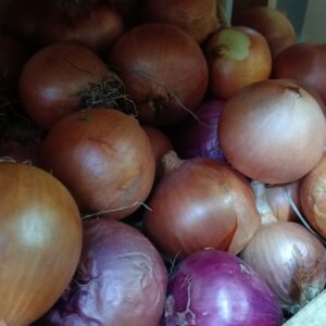 CEBOLLA MORADA